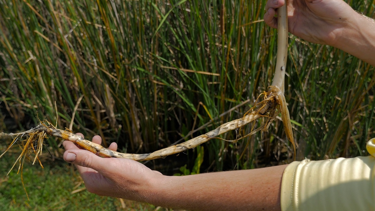 Controlling Cattails in Ponds Manually