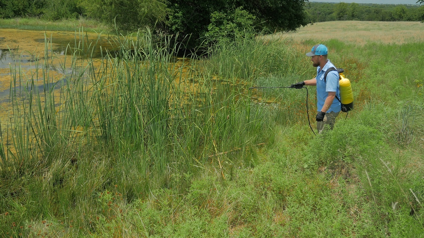 Controlling Cattails in Ponds Chemically