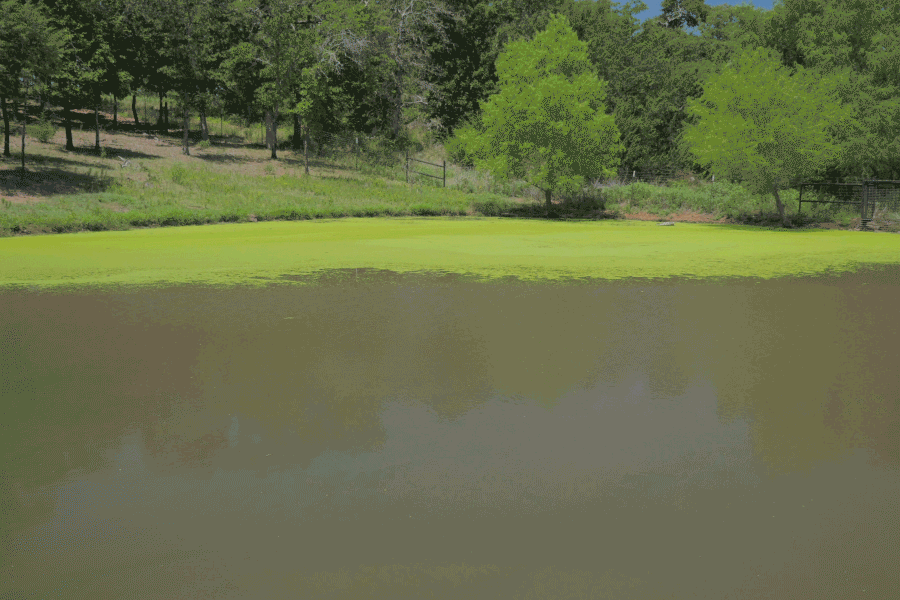 Mechanical Duckweed Control for Ponds