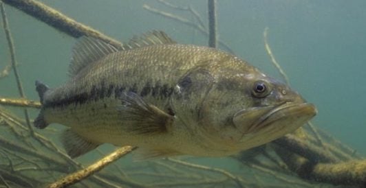 Largemouth Bass lurking