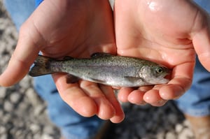 Small Trout