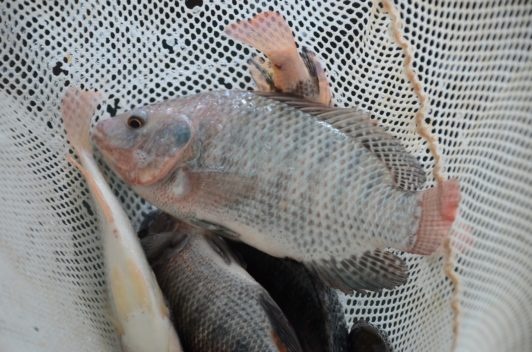 Effect of environmental factors on growth performance of Nile tilapia  (Oreochromis niloticus) | International Journal of Biometeorology