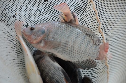 Mozambique Tilapia: The Best Algae Eating Fish For Ponds