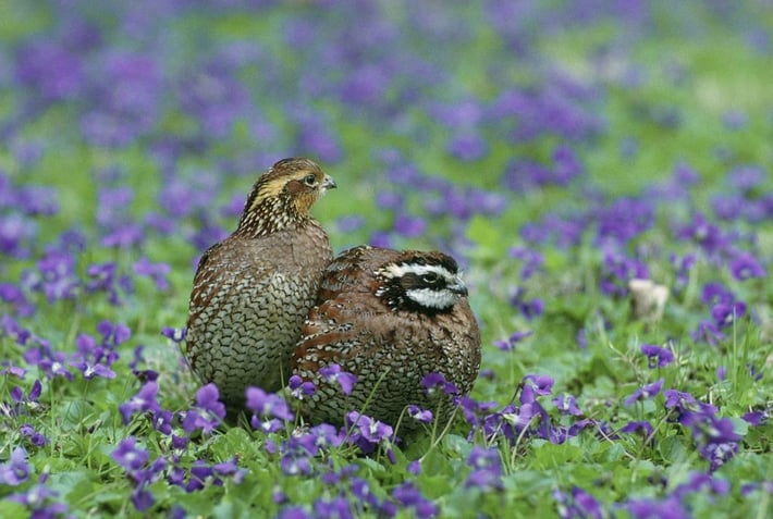 Northern Bobwhite 