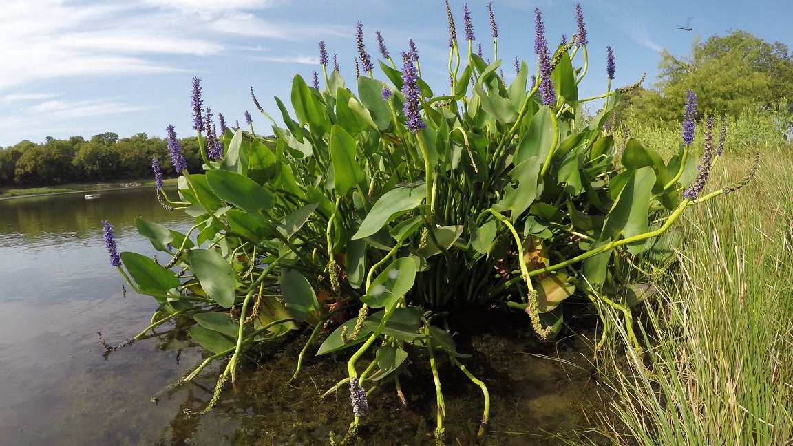 Pickerel Weed