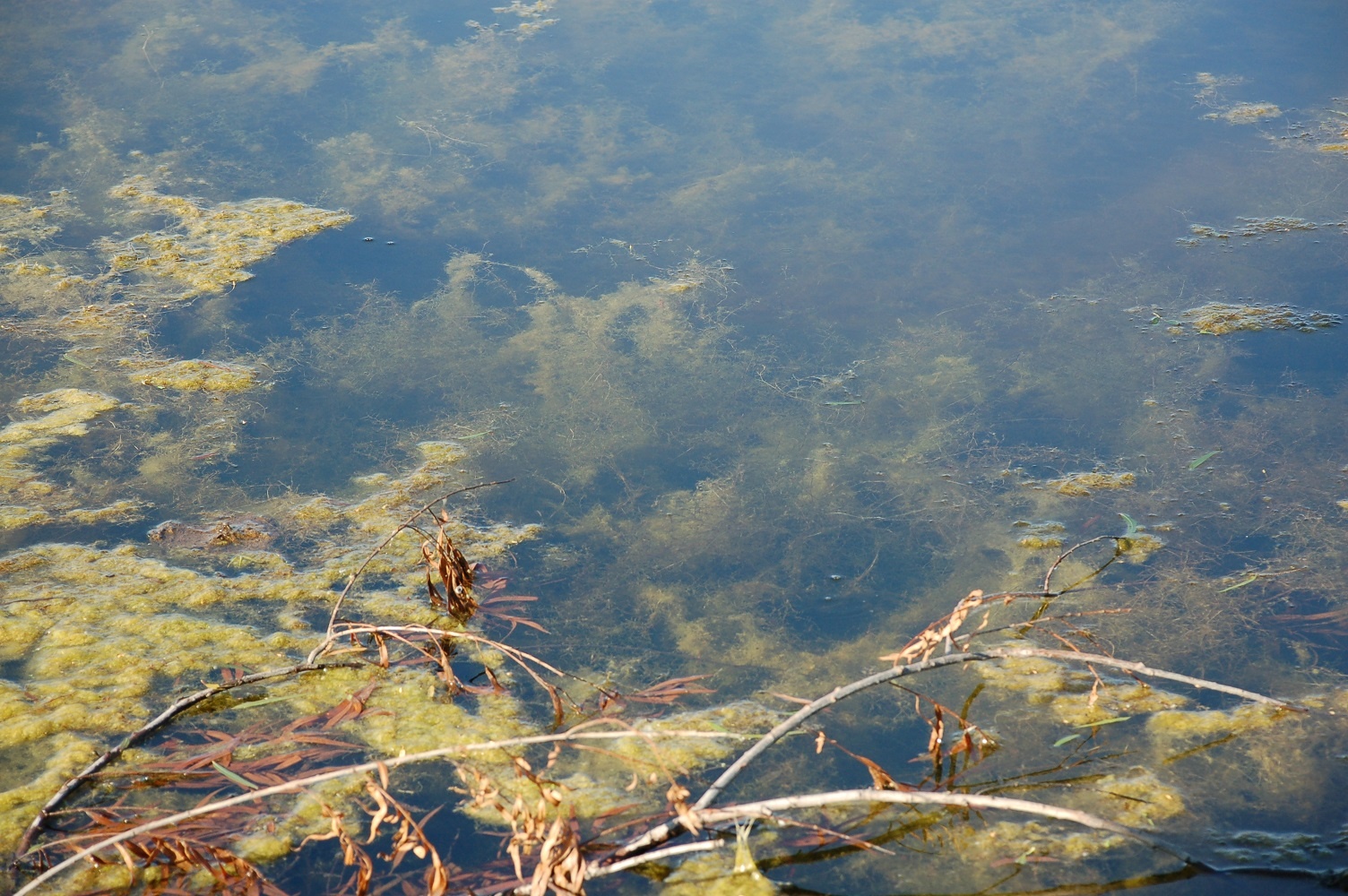 Blanket weed control online in ponds