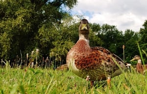 Mallard duck standing in grass