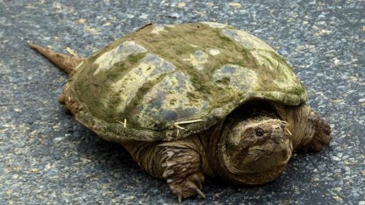 The Snapping Turtle is an aggressive type of turtle