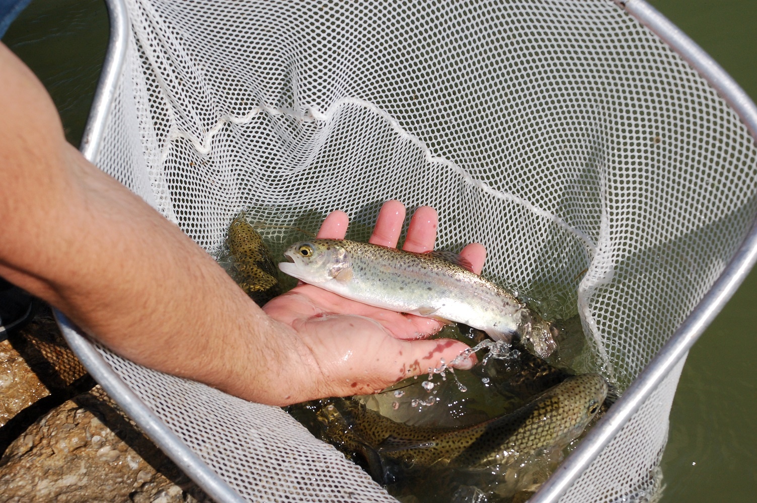 Tilapia Fish Stocking