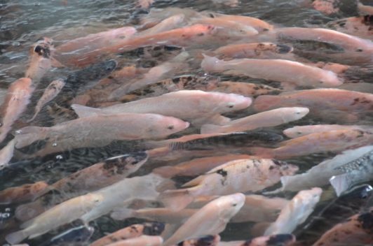 School of mozambique tilapia