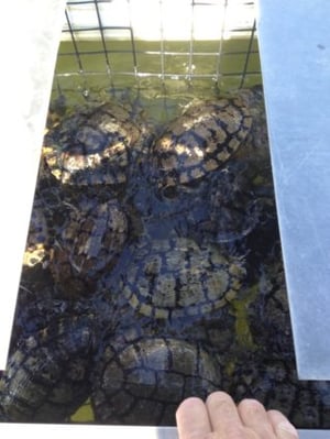 Turtles caught in a Pond King Floating Turtle Trap