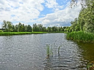 Vegetation preventing erosion