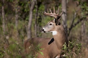 White Tailed Deer Buck