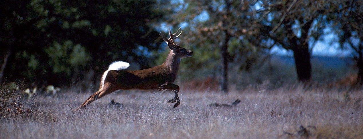 White-tailed buck running