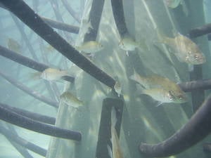 Juvenile Fish on Artificial Habitat