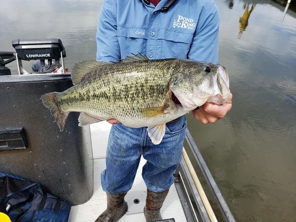 Largemouth Bass Stocked from Trophy Bass Mix 1