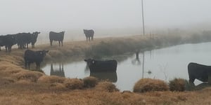Cows in a Livestock Tank