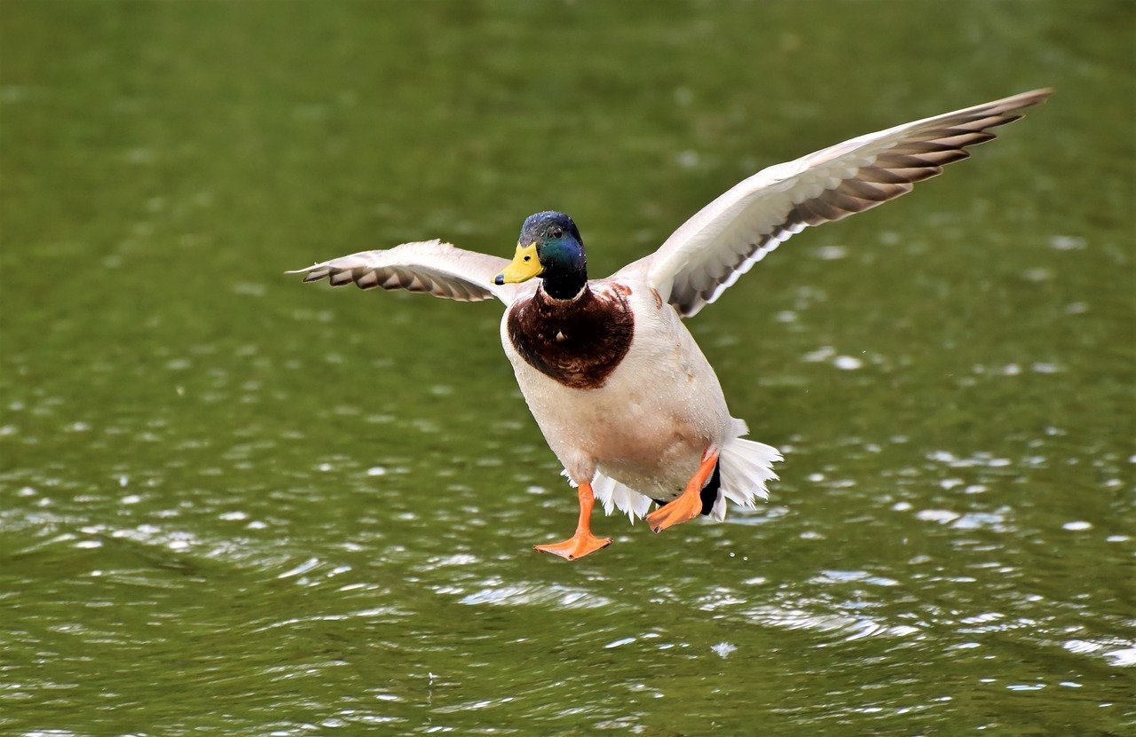 Mallard-landing