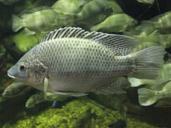 Mozambique Tilapia