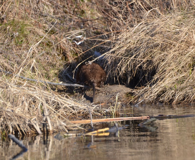 Muskrat-den-in-pond-dam