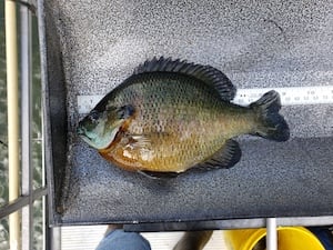 Native-Bluegill