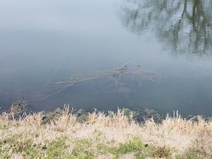 Natural Brush Pile