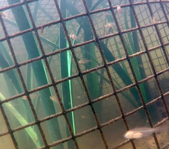 Honey Hole Nursery Underwater with Fish