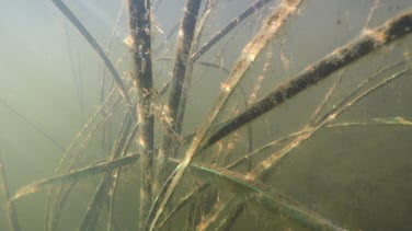 Periphyton Growth on Artificial Habitat