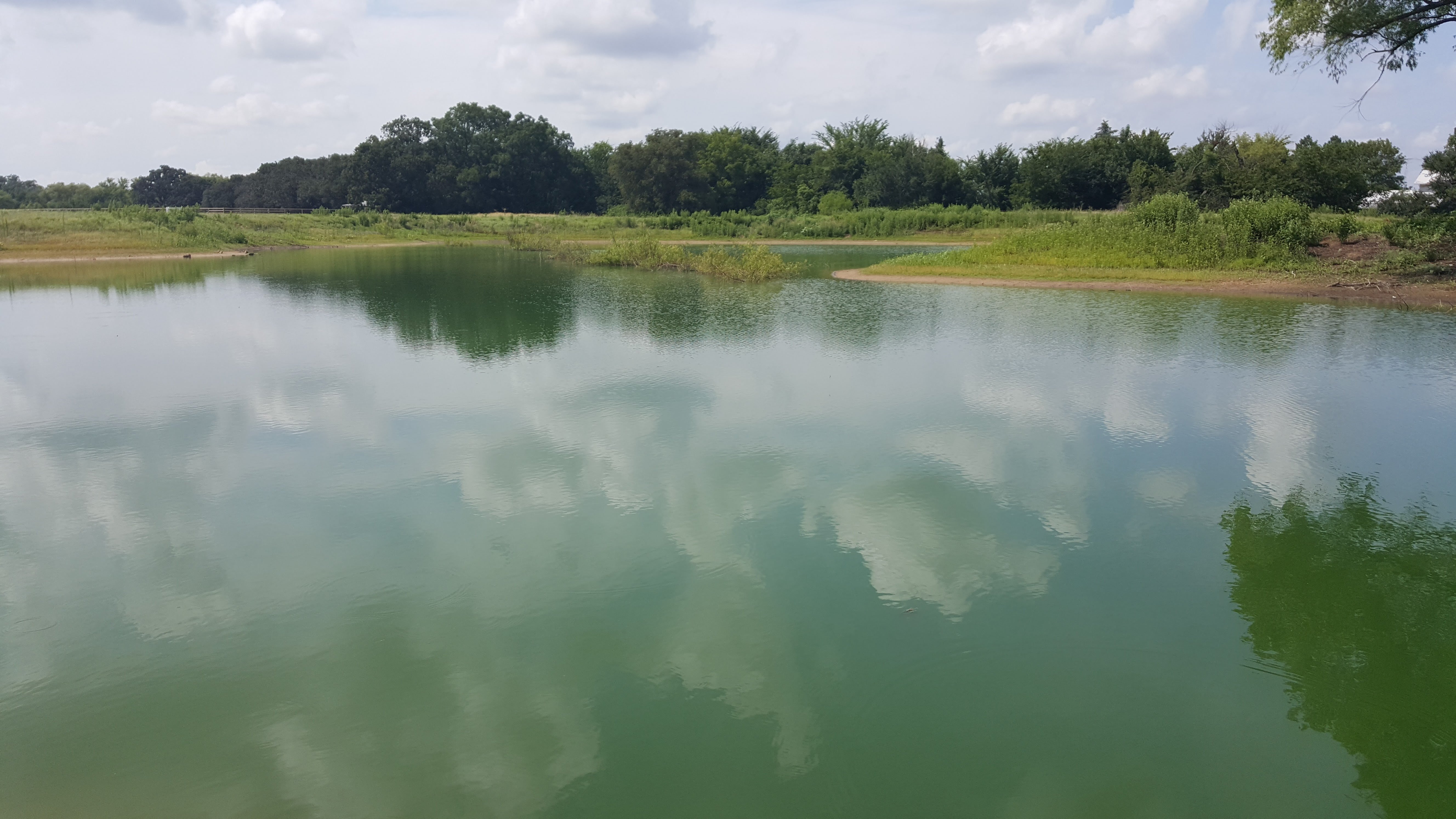 Pond-Green-Water-proper-algae-bloom