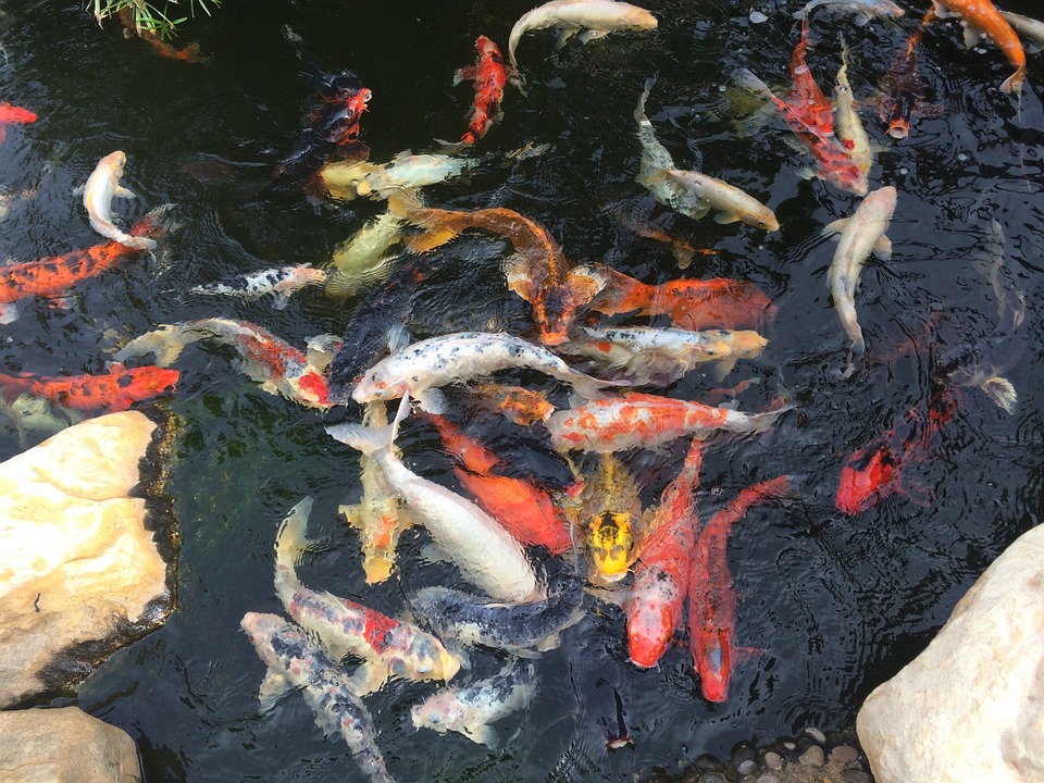 Coy fish swinning in a man made pond