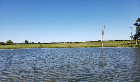 Pond-too-clear