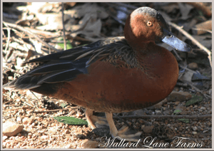 Cinnamon Teal Drake