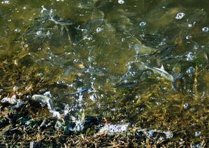 Spawning Shad