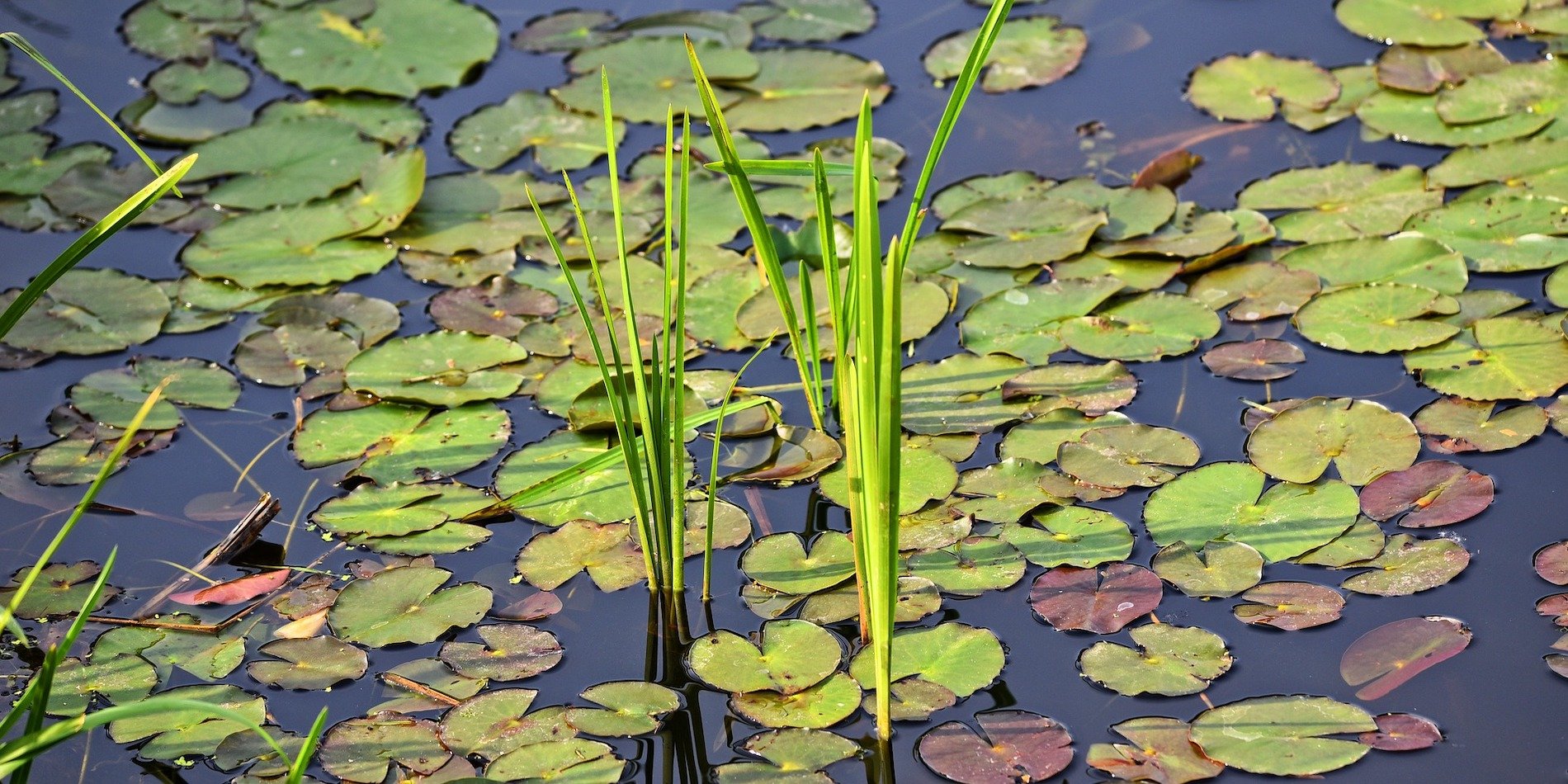 Shoreline Vegetation