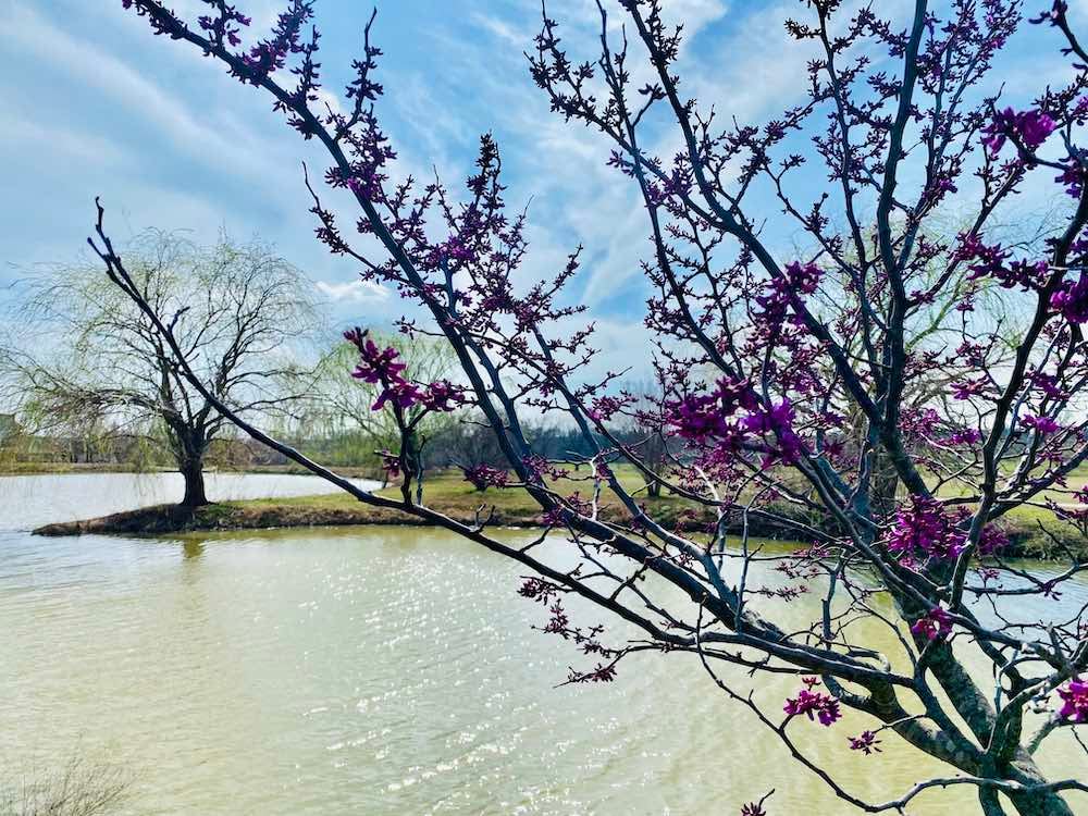 Spring-trees-near-pond