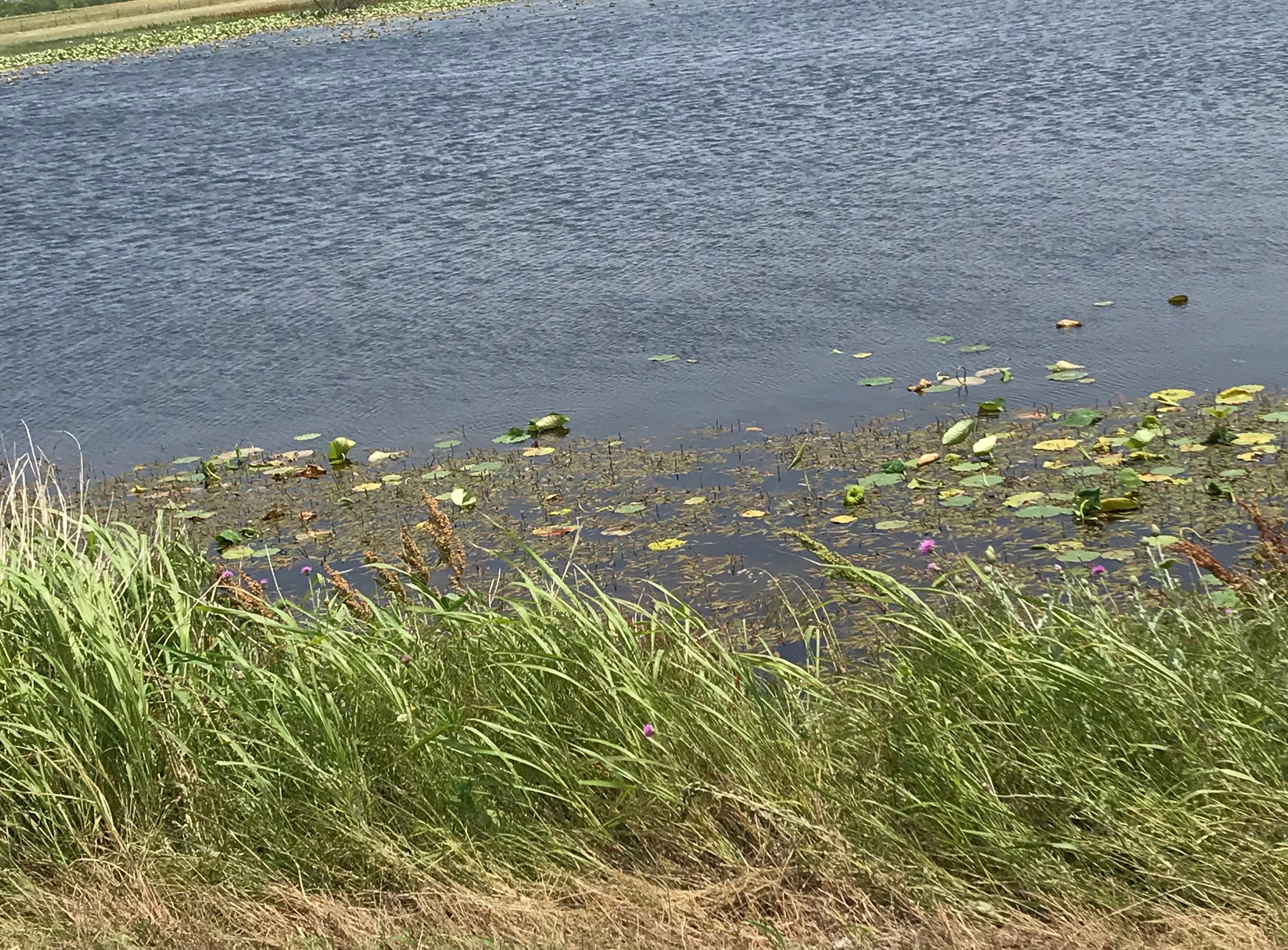 Wind blowing across a pond