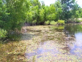 Texas-pond-overrun-with-vegetation