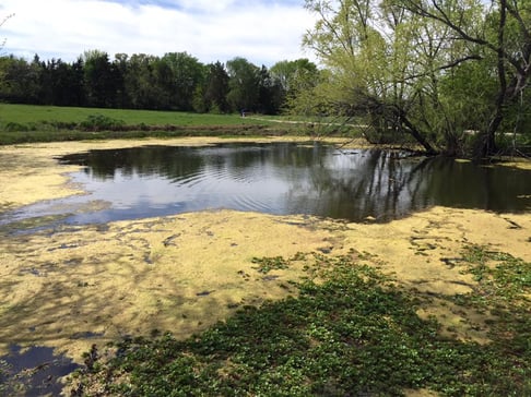 Vegetation filled pond.