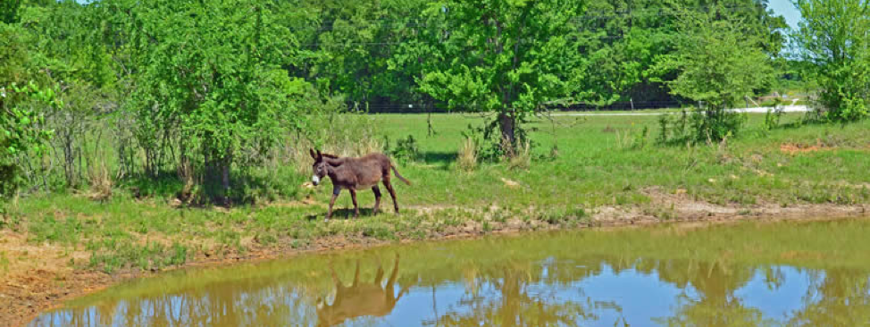 Trees and a donkey near a stock pond