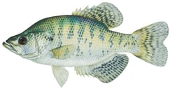 White Crappie copy