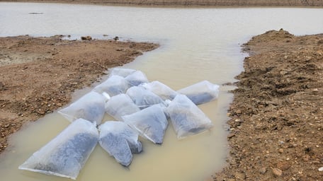 Acclimating fish in bags at the edge of pond before release