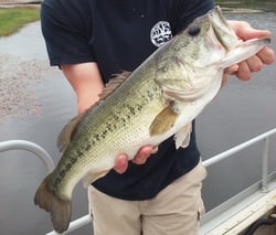 bass with big head and small body