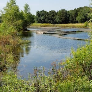 pond with too much aquatic vegetation