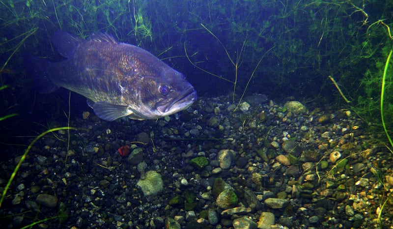 bass-on-spawning-bed