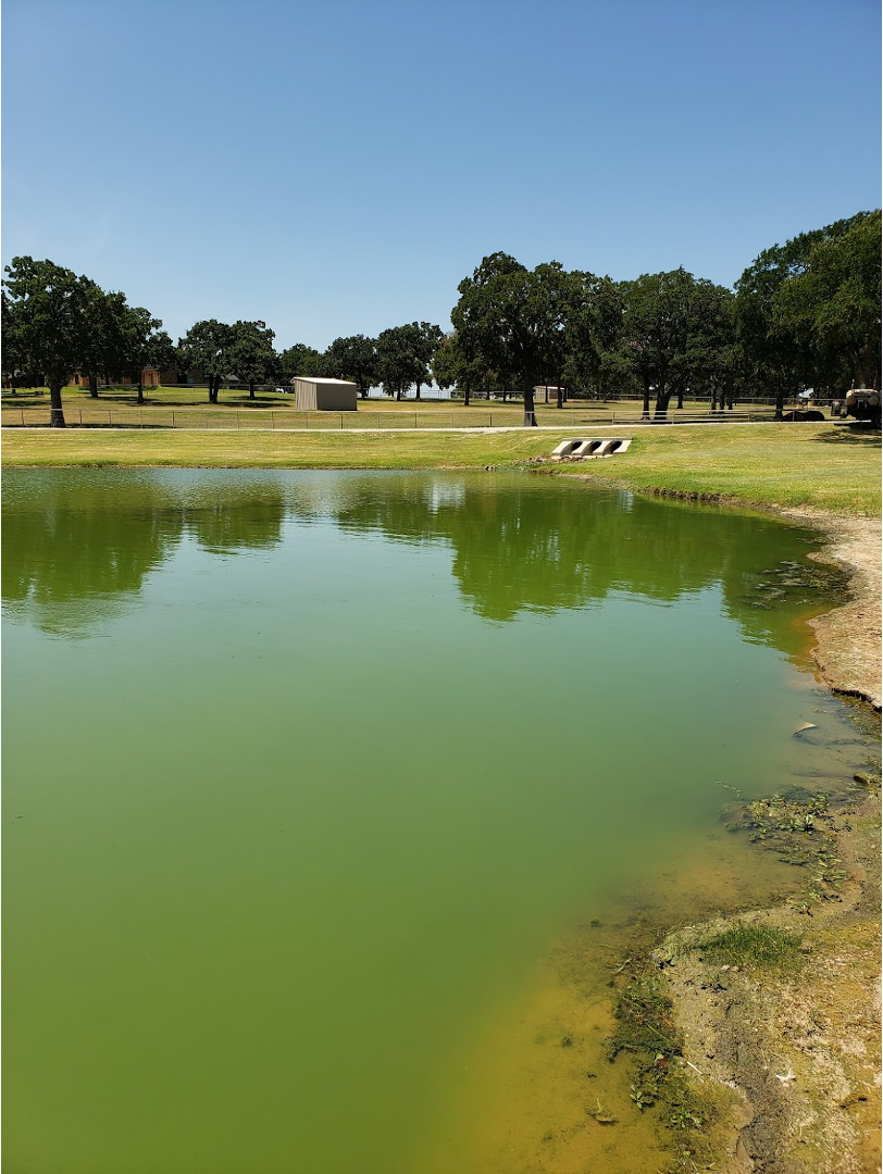 best-time-for-pond-management-fertilized-pond