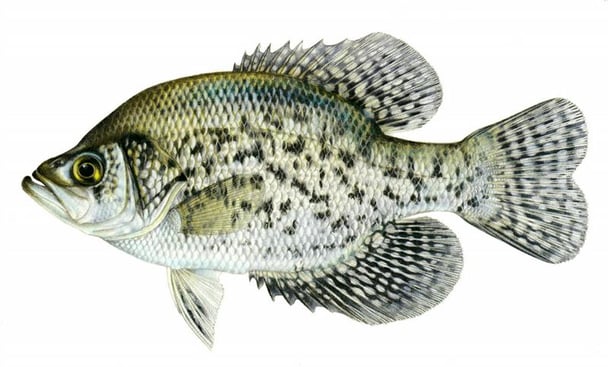 Stocking Crappie is Not Ideal for Small Ponds