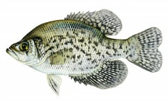 black crappie copy