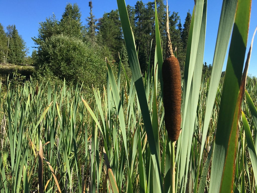 Cattail on a bright sunny day