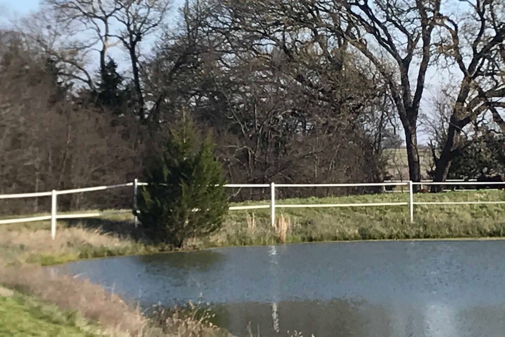 Cedar tree on dam pond