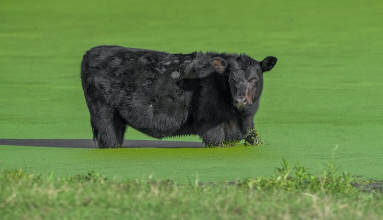 cow-in-pond-overrun-with-duckweed